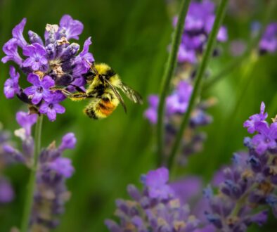 Creative ways to celebrate World Bee Day